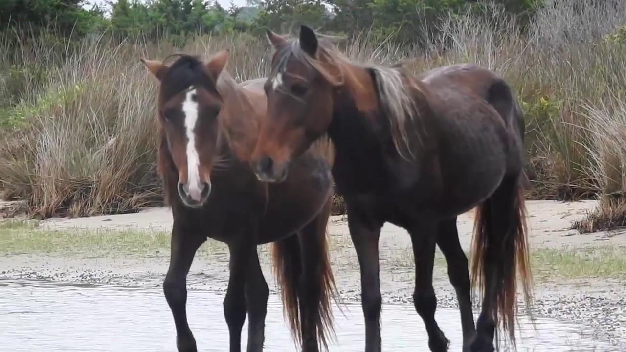 The Wild Horses of Shackleford Banks