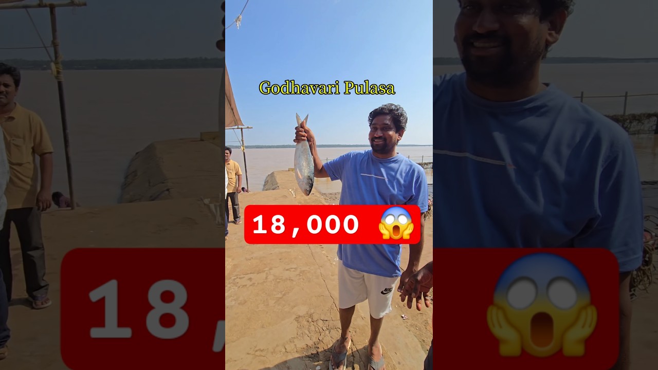 18,000 Original Godavari పులస చేప #reels #viral #video #shorts #shortsfeed #fish #youtubeshorts #fun