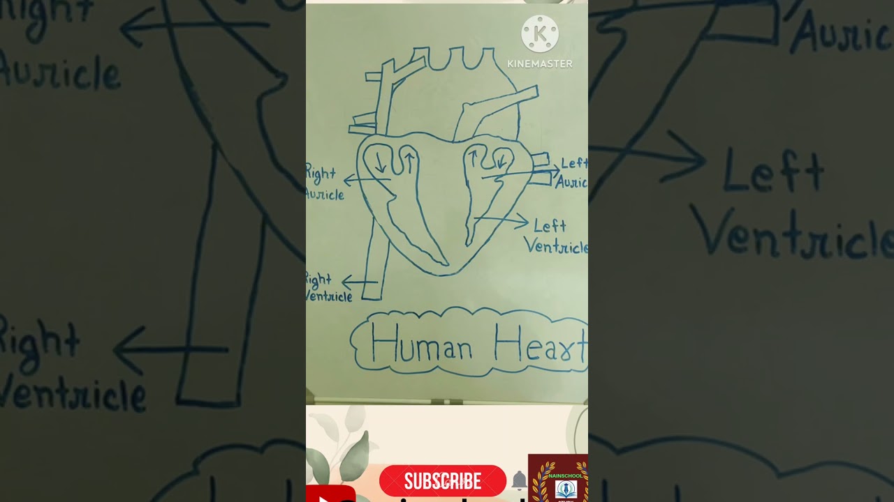 Parts Of Humar Heart। मानव हृदय के भाग। #shorts#nainschool #humanheartdiagram