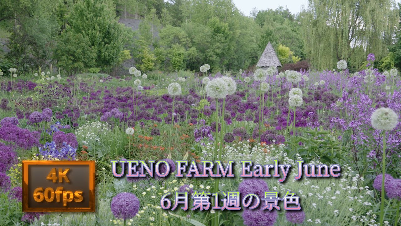 上野ファーム 6月上旬の景色