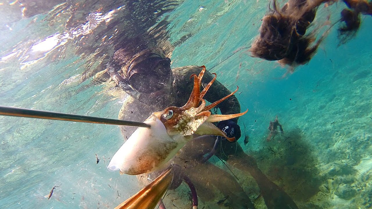 Pesca sub : '' PESCARE NEL BASSOFONDO '' Nei primi 10 metri all'Isola del Giglio (Seppia- Tordi)
