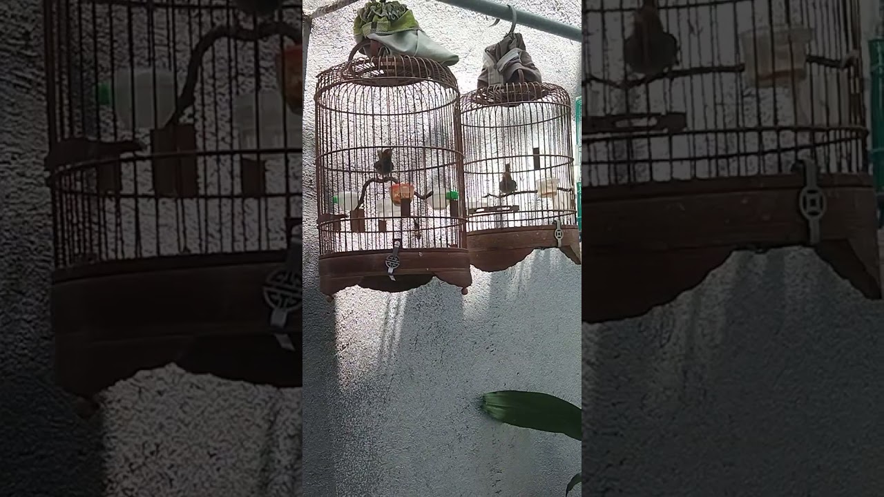 Sâu đầu đỏ hót đấu chim mới nổi