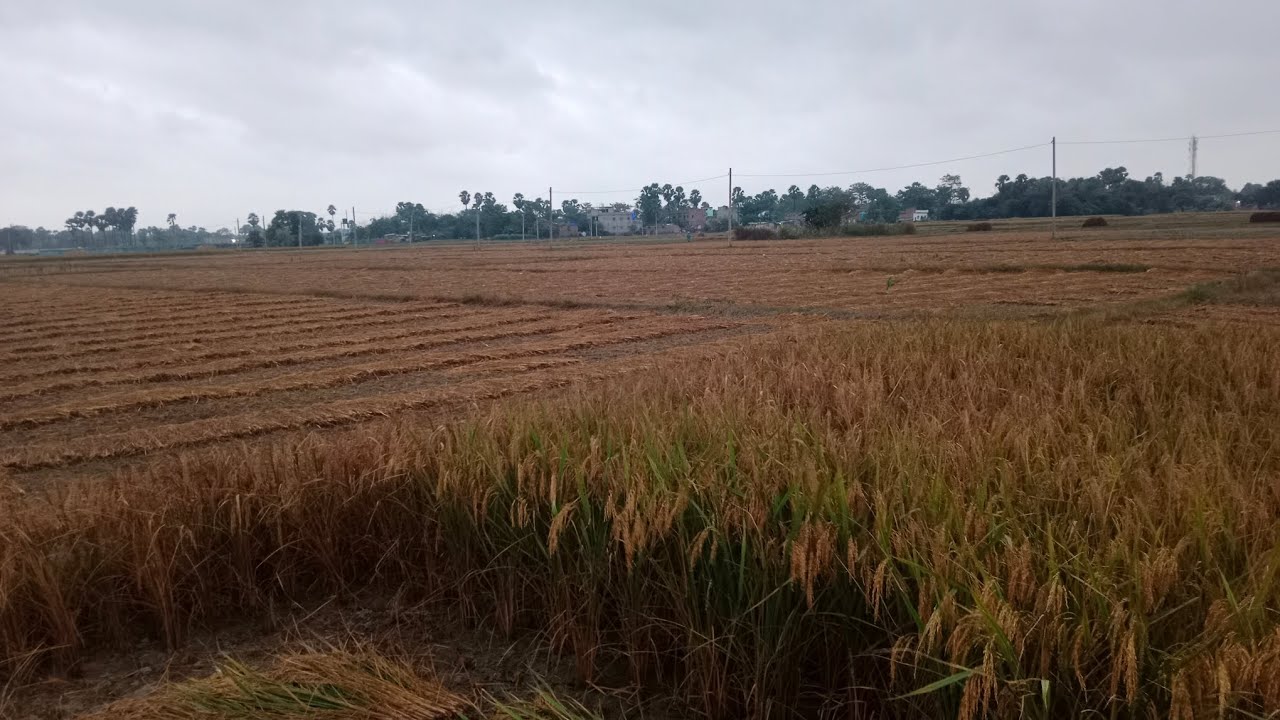 धान की कटाई || dhaan in farming bihar || Bihar agriculture farming dhan vlogs #vlog #trending #video