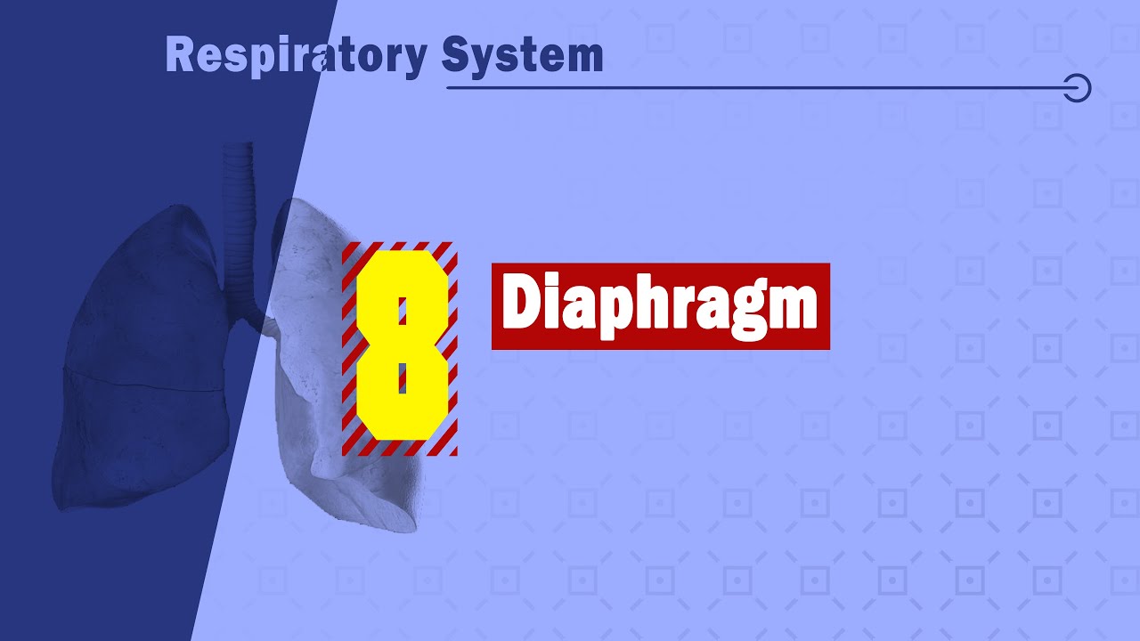 𝟎𝟖. 𝐃𝐢𝐚𝐩𝐡𝐫𝐚𝐠𝐦  🧱