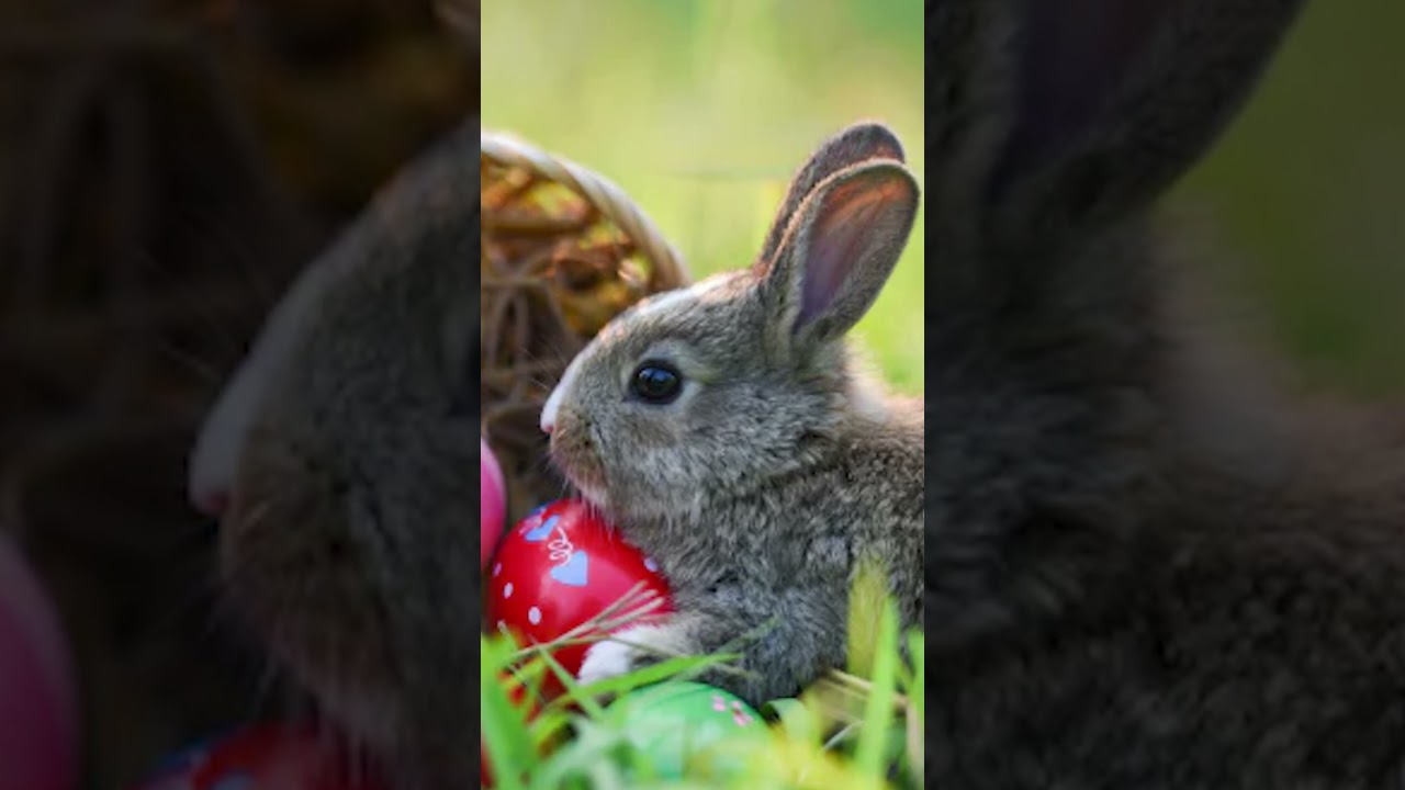 Удивительные факты о рождественских песнях (часть 2)