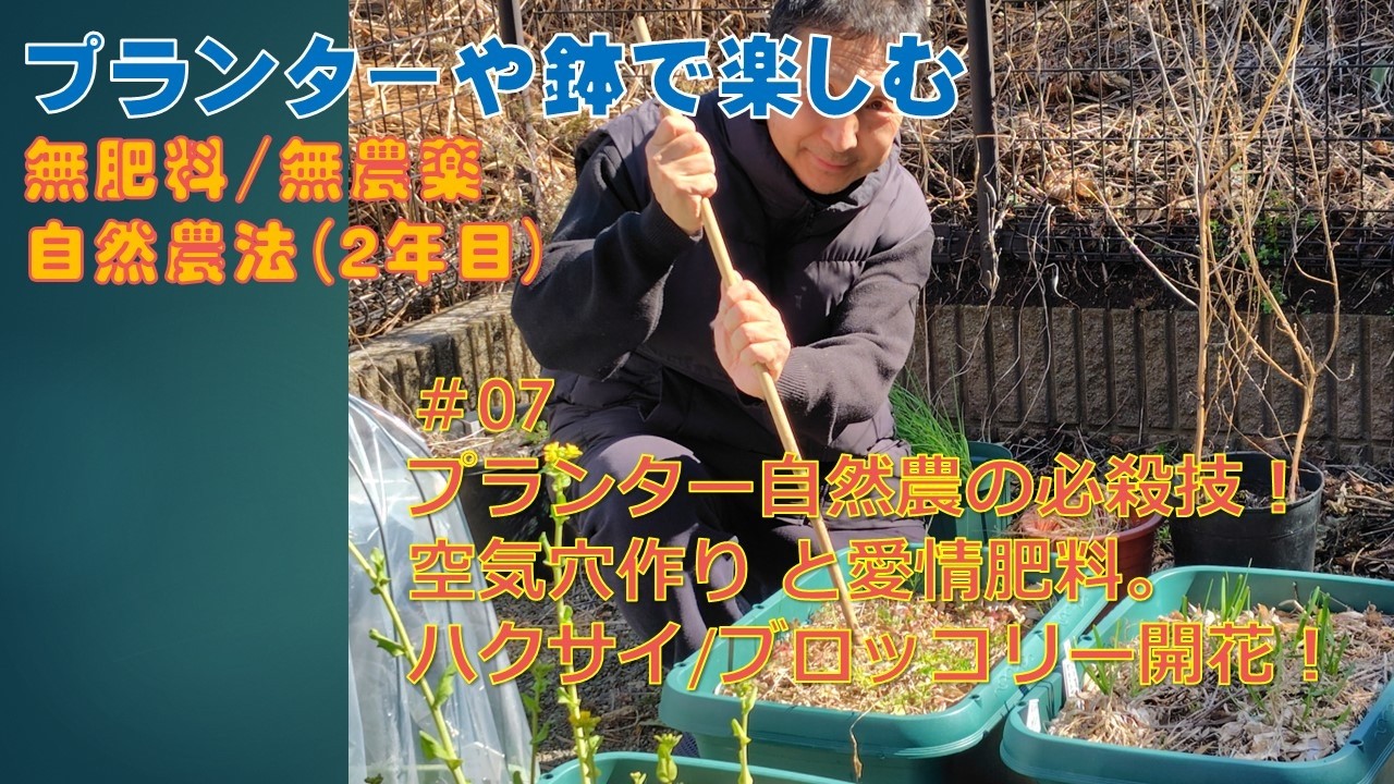 #6　プランター自然農の必殺技！ 空気穴通リと愛情肥料。 ハクサイ/ブロッコリー開花！