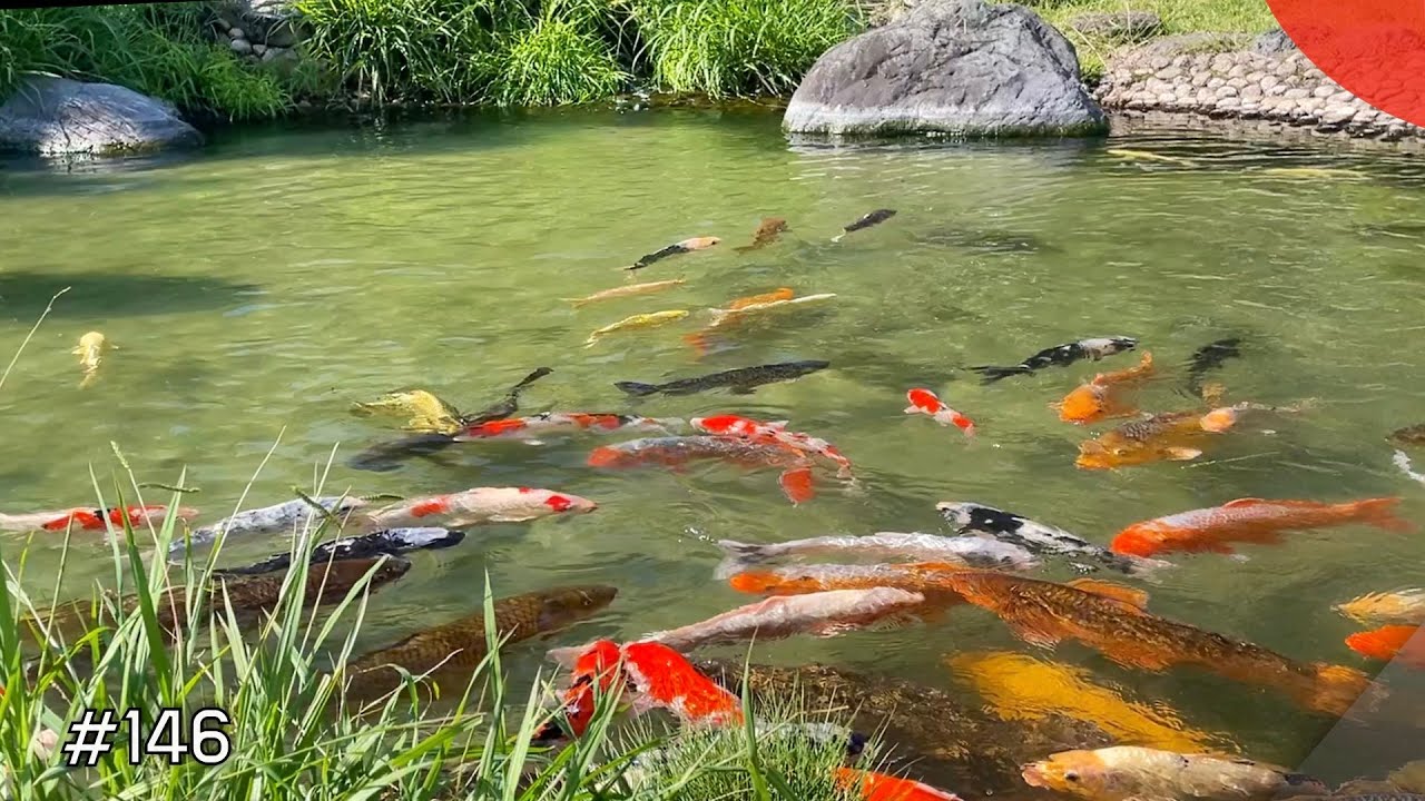 CHATERAISE HOTEL'S POND（Fuefuki, Yamanashi）