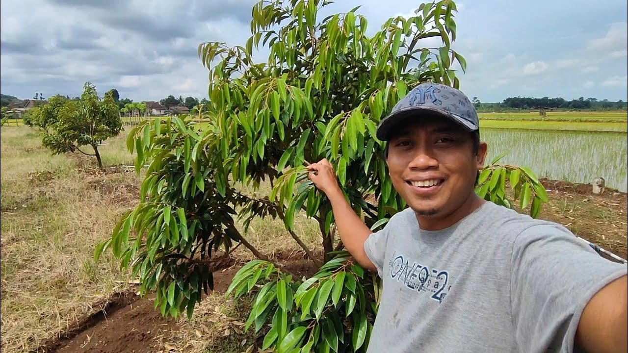 Gak Terasa Kebun Durianku Sudah Usia 13 bulan. Kebun Durian MRS FARM JEPARA 