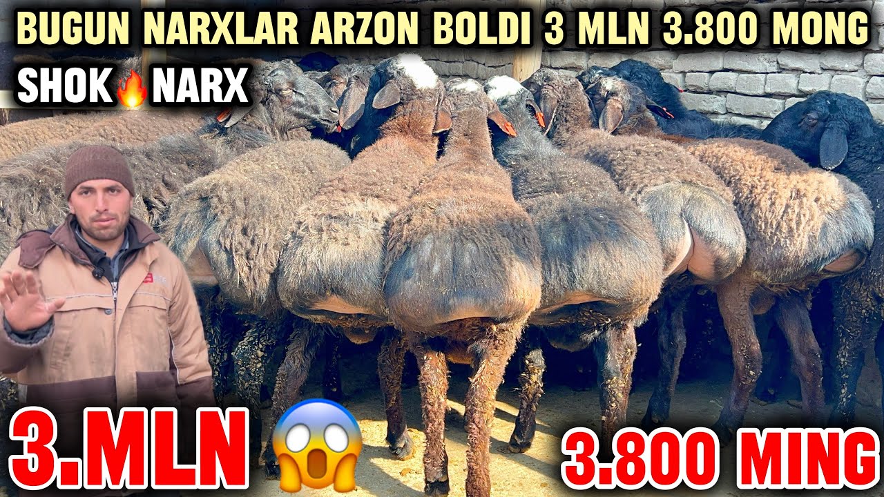 YIRIK QO’CHQORLAR NARXINI RAVSHANBEK AKA SINDIRDI QO’CHQOR NARXLARI ARZON BO’LDI SHOSHILING