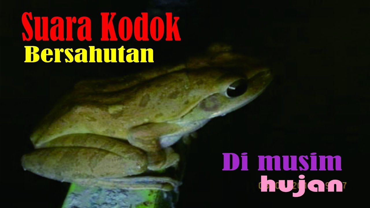 Suara Kodok bersahutan.