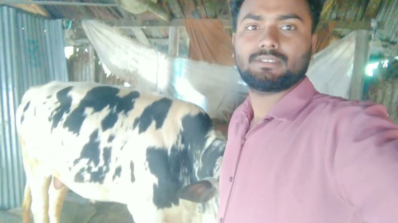 দেখো বন্ধুরা ষাড় গরু কিভাবে পালন করতে হয়💕