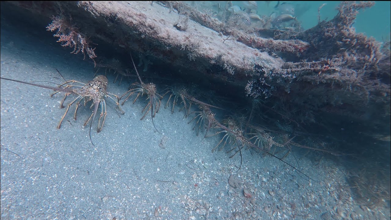  Limited out!Lobster mini season 2025 Miami Florida 