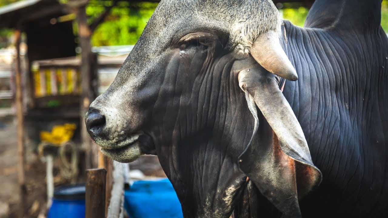 JD Hudgins Ranch show bulls of Grey Brahman breed