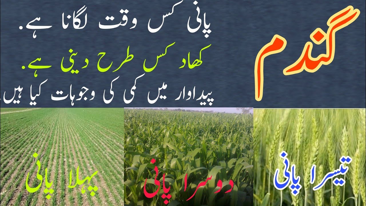 Irrigation Scheduling in Wheat Crop | When to irrigate Wheat Field | Water application in Wheat Crop