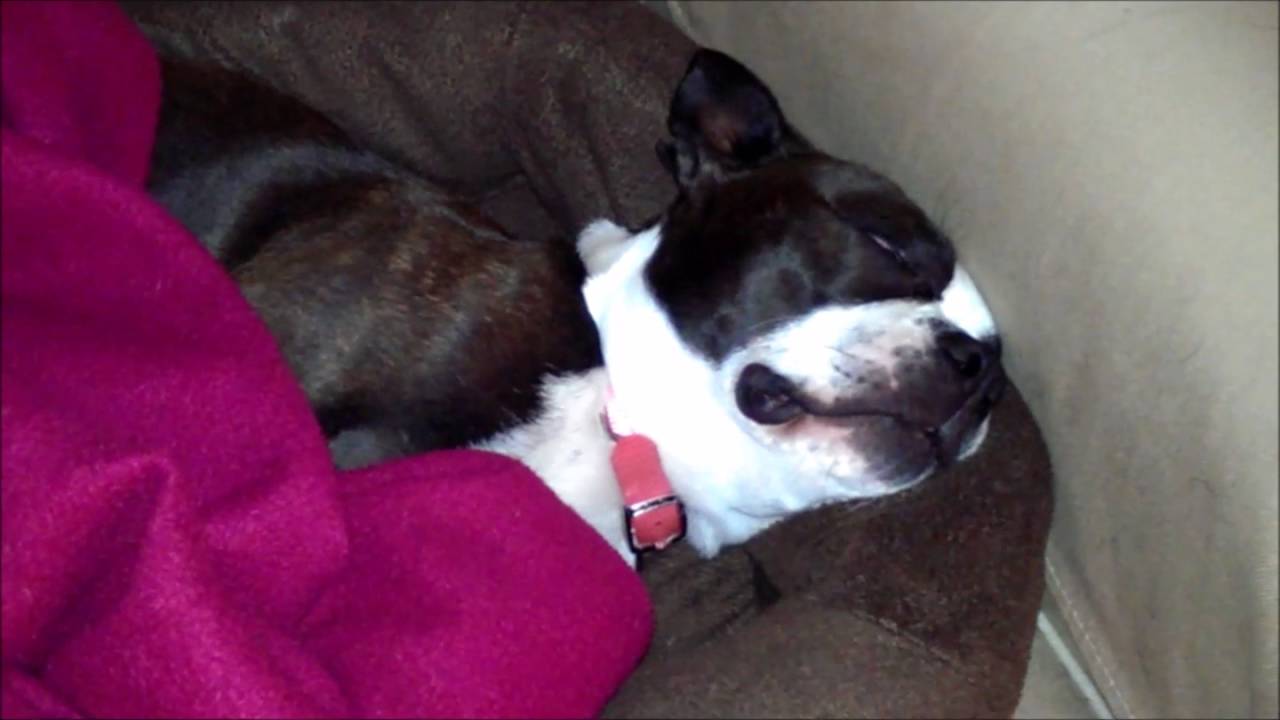 Things that annoy Banny our Boston Terrier