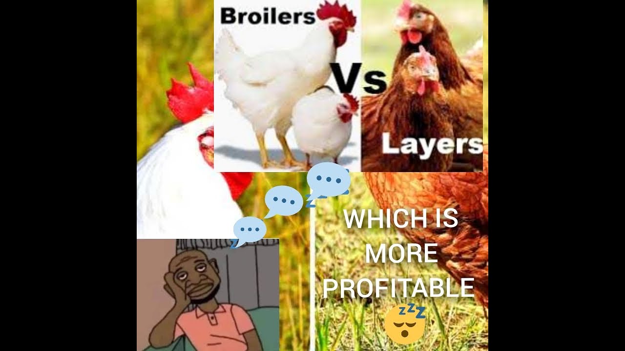 BROILERS Vs LAYERS, which is more PROFITABLE