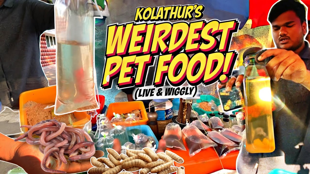 OMG! 🤯 Live Mealworms 🪱 for Pets? | Mealworms, Snails & Vinegar Eel 😱 | Kolathur Fish Market! 🤯🐶🐟