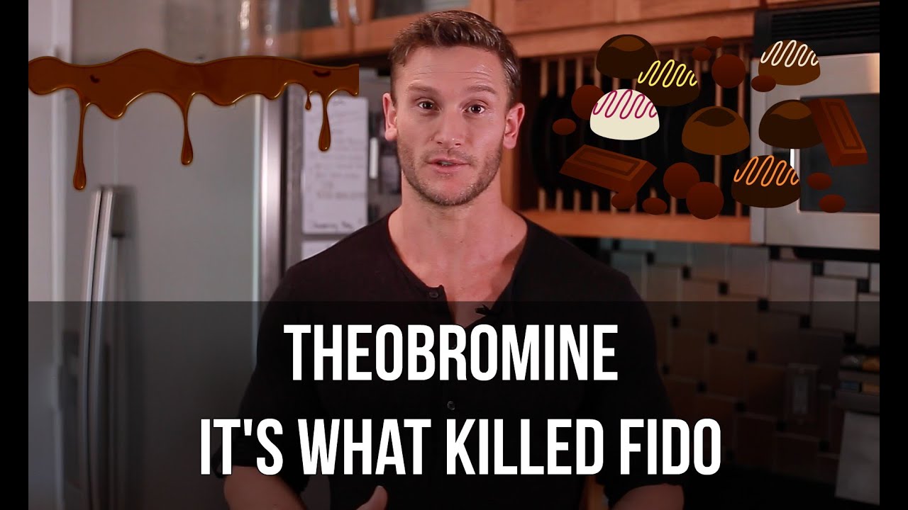Chocolate: Benefits vs. Dangers | Is Theobromine Safe? - Thomas DeLauer