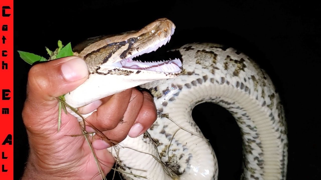 CATCHING PYTHON in ABANDON UNDERGROUND CITY!