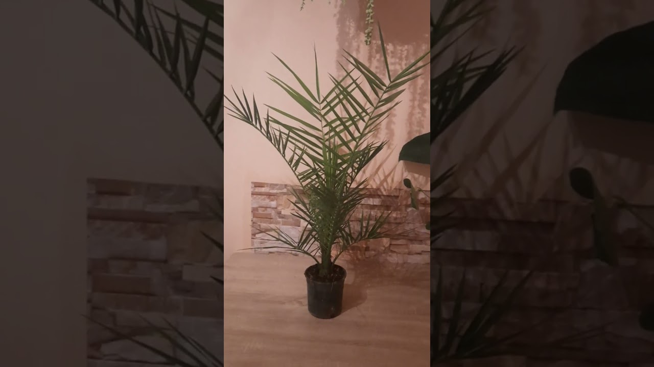 Phoenix canariensis Datolyapálma