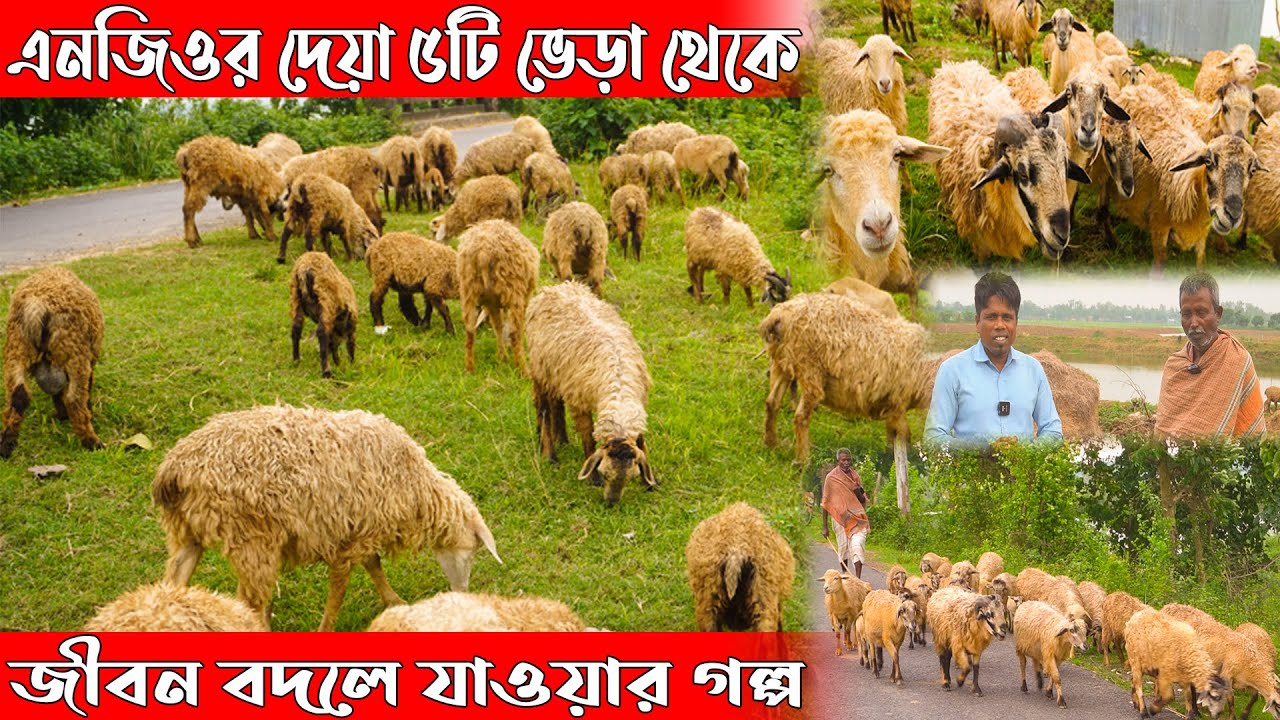 বিনা খরচে ভেড়া পালন শিখুন | ভেড়ার খামার | Khamar Bangla 24.