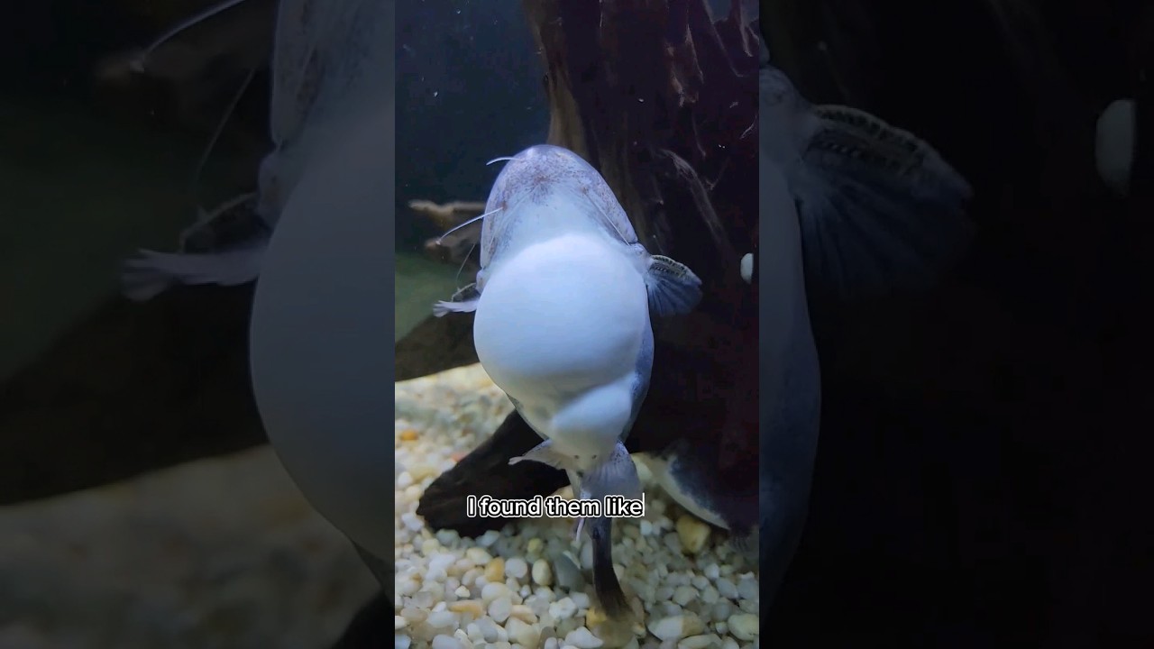 Это ненормально. Кажется, с моим сомом-мечом что-то не так! 😱
