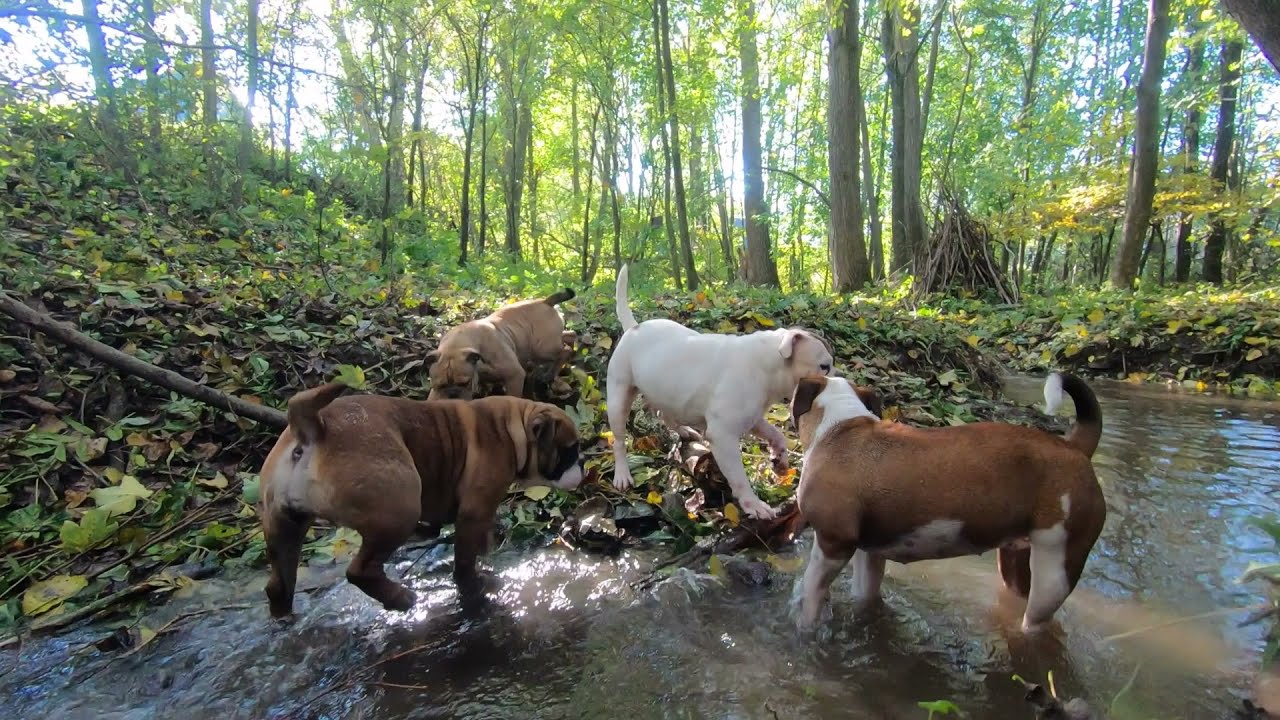 Continental Bulldog Rudel im Herbst : Asgards Pride Bulldogs - Full HD