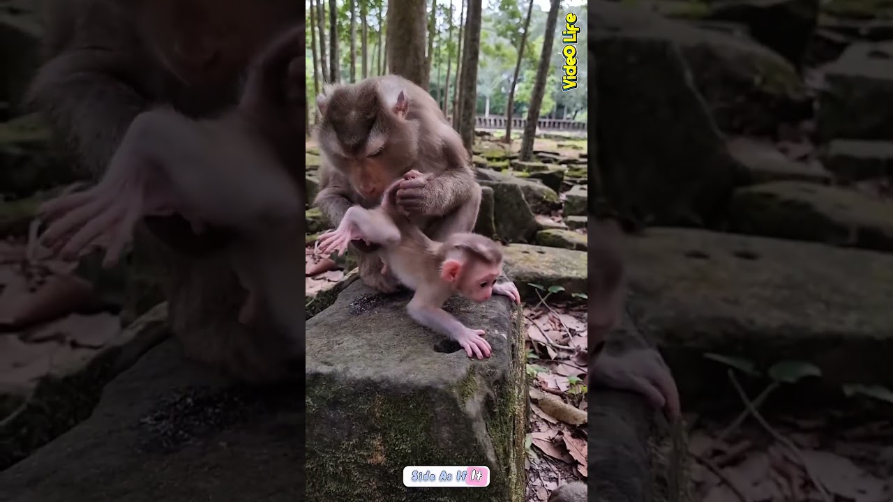 Big long pipe baby monkey