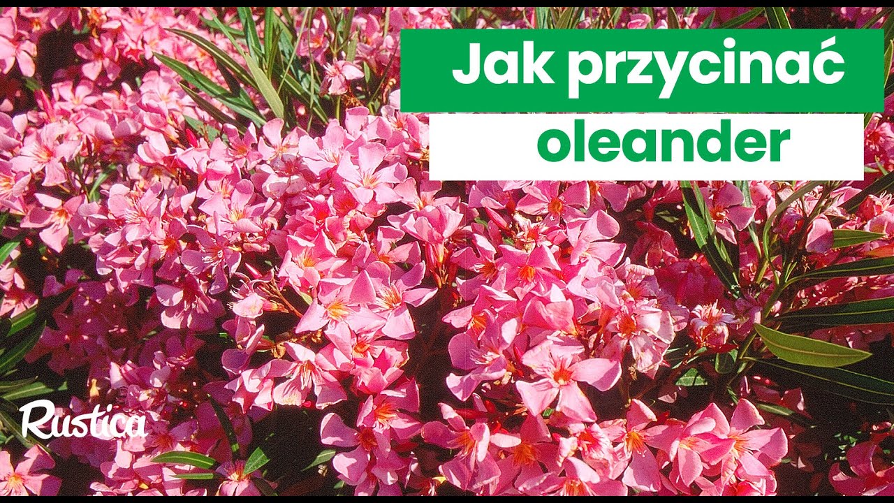 Jak przycinać oleander