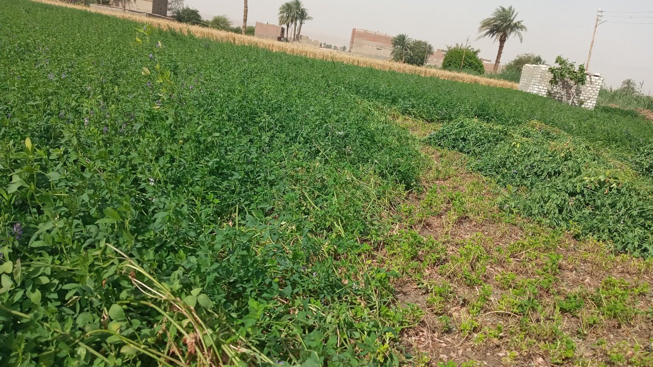 كيفيه الحصول علي اعلي إنتاجية  للبرسيم الحجازي (الفصه او  الجت) بخطوتين