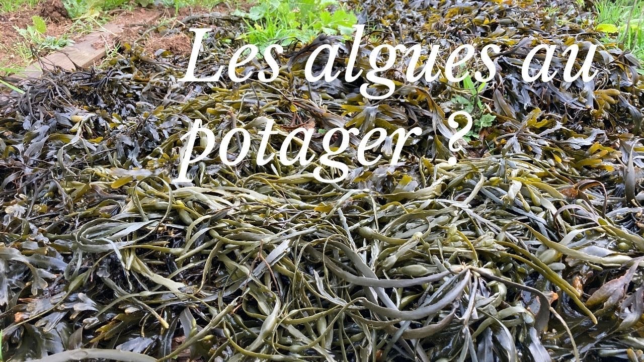 Engrais naturel, les algues au potager