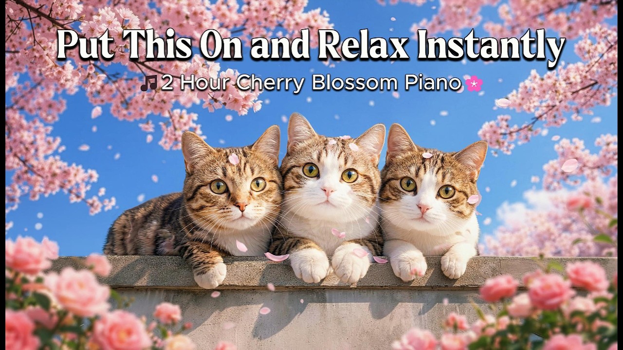 Самая красивая фортепианная музыка сакуры 🌸 Расслабьтесь с милыми кошками и глубокой исцеляющей