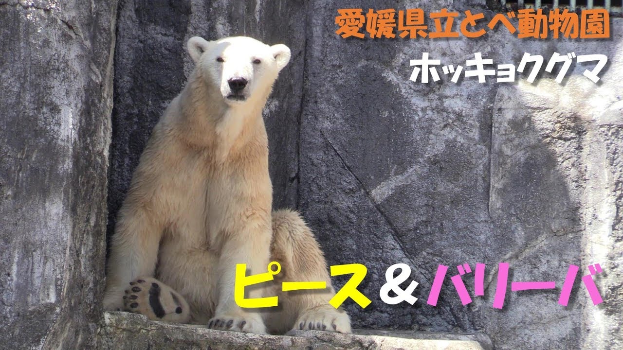 【ホッキョクグマ】ピースとバリーバ（愛媛県立とべ動物園）Polar bear