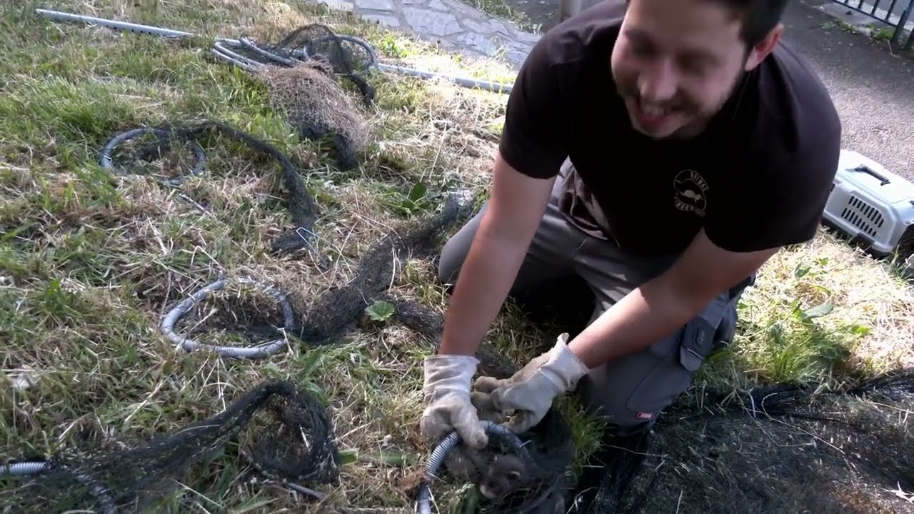 Furets vs rats
