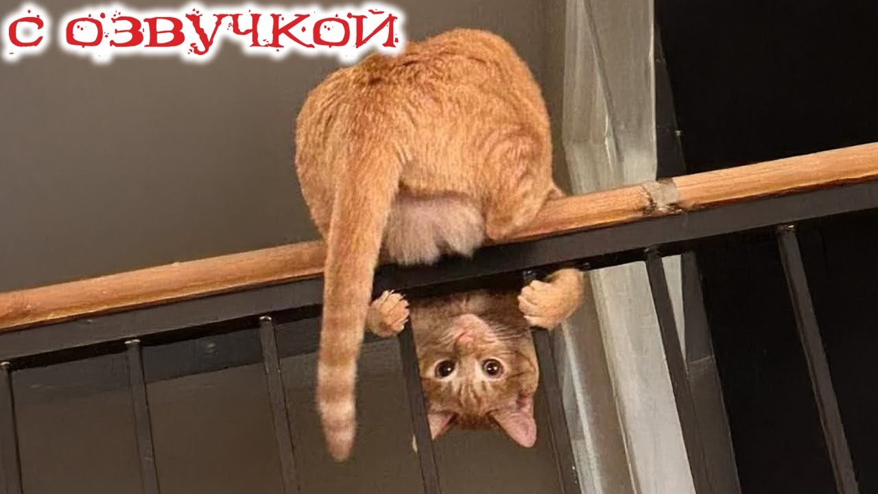 Приколы с котами! С ОЗВУЧКОЙ! СМЕШНЫЕ коты и собаки! Самые Смешные Животные!!!