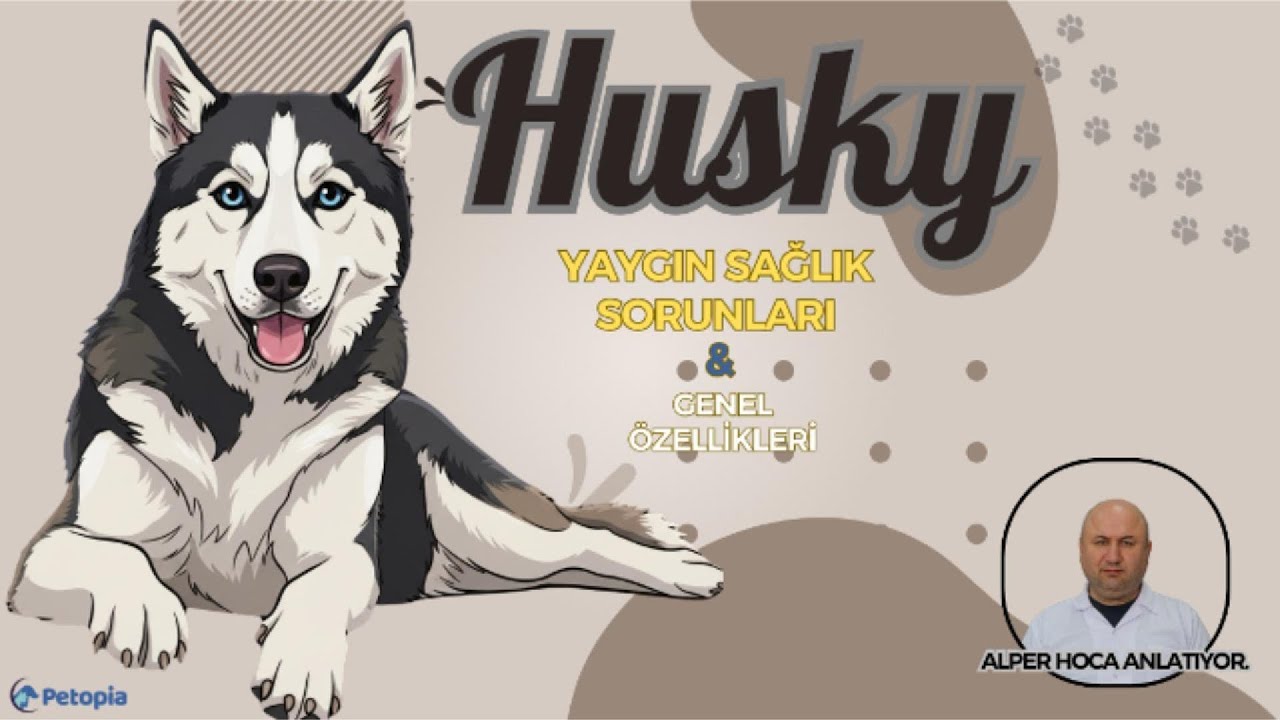 Husky Irkı Yaygın Sağlık Sorunları