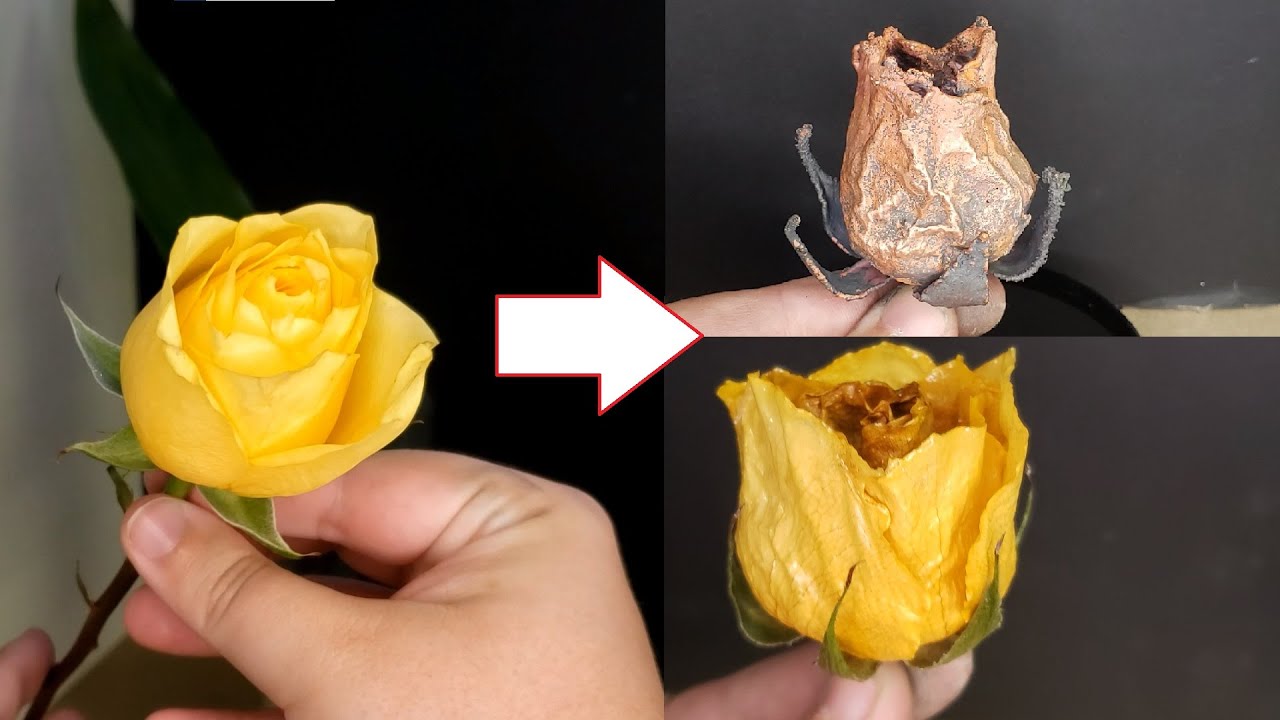 Électroformer une Rose en cuivre et Rose Éternelle !