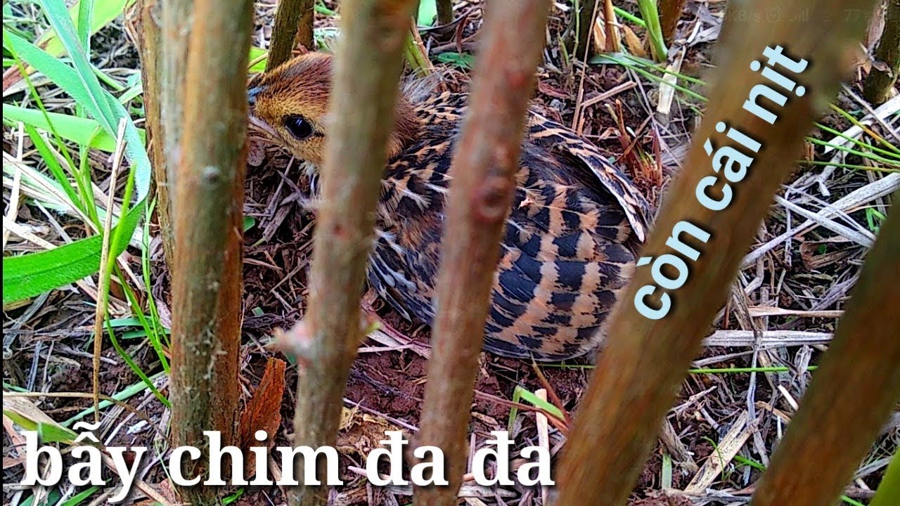 cách bẫy chim đa đa 100% được cái nịt, rất to