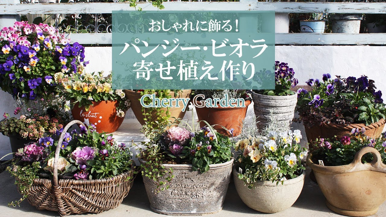 【パンジー・ビオラの寄せ植え】パンジーやビオラを使って作る、冬から春の寄せ植え