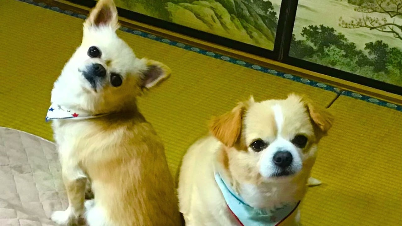 2匹はご飯を食べる前に不思議なポーズをとります