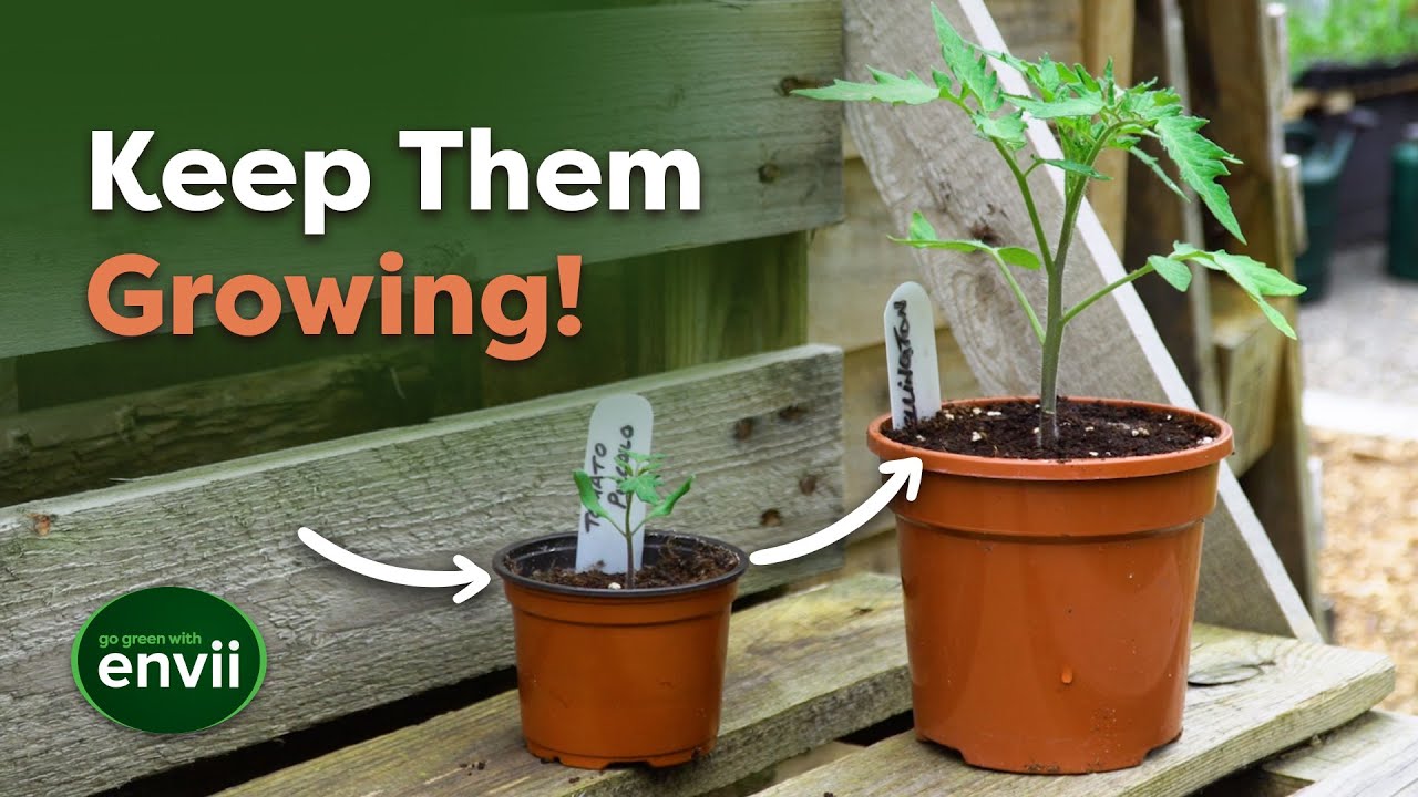 The Best Way to Pot On Tomato Plants (Maximise Growth Potential!)