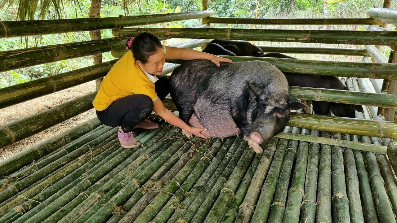 Building a Cabin House for Pigs | Prepare the barn for Mating and Reproduction - Lý Thị phương