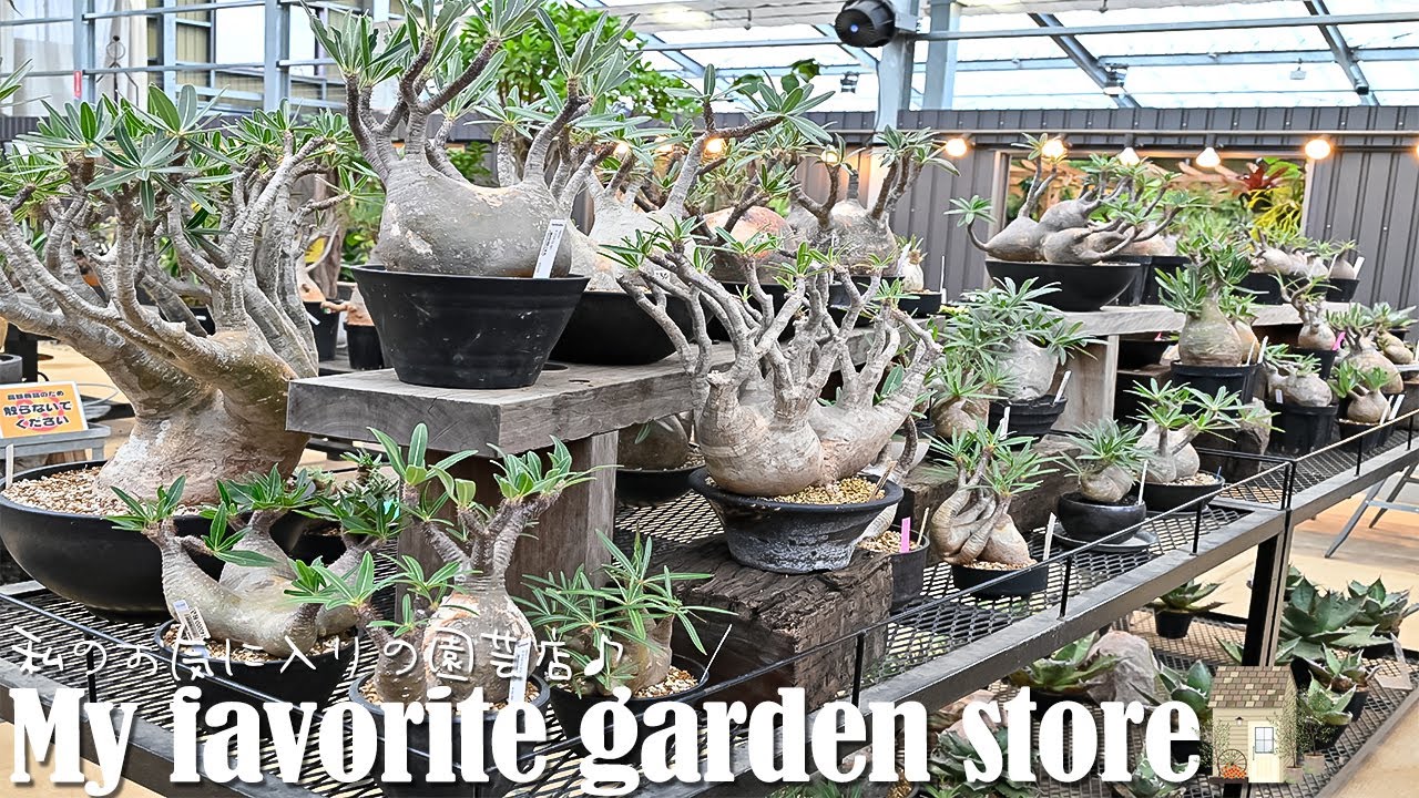 圧巻の【塊根植物の売り場!】[TaiShoDo]アガベ・グラキリス・パキプス等々🪴My favorite garden store🪴