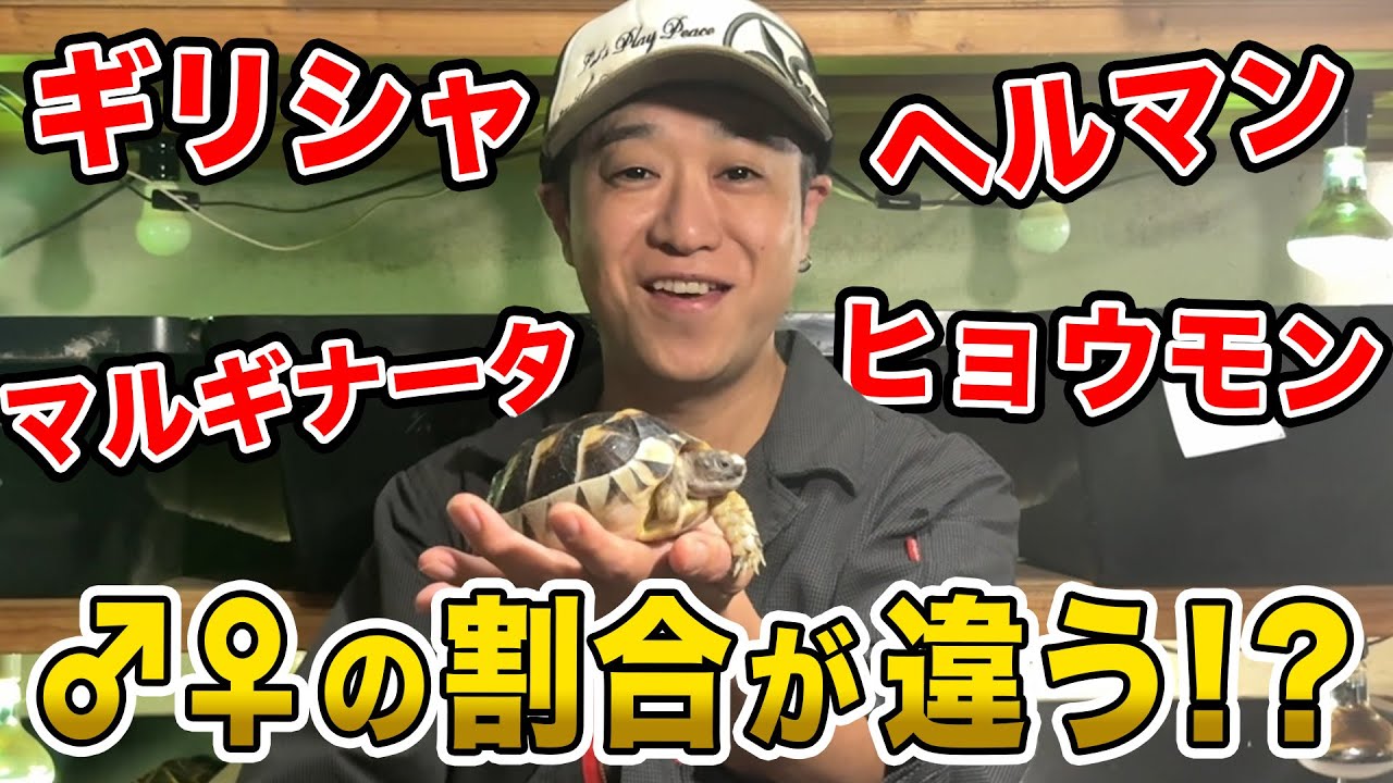 リクガメベビーの種類別のオスメスの割合について