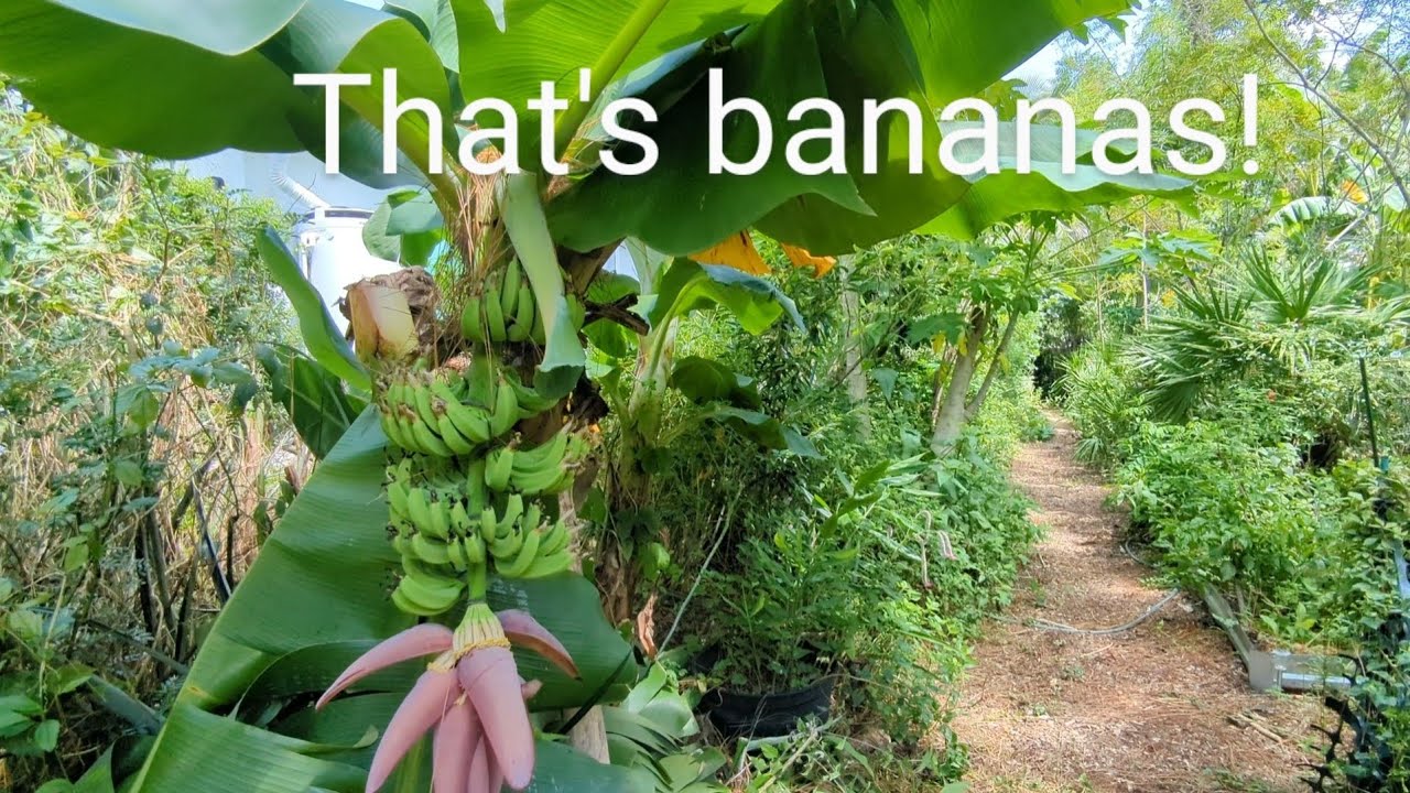Harvesting and growing bananas the lazy way 🍌🍌🍌