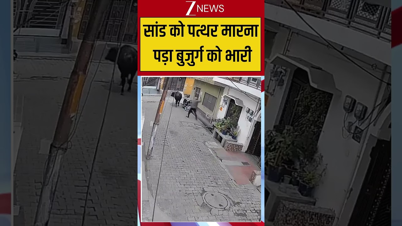 Viral Video: सांड को पत्थर मारना पड़ा बुजुर्ग को भारी.. | Zee News | Trending