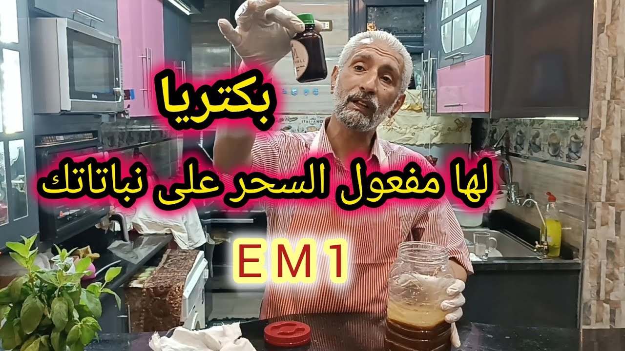 سماد البوكاشي كيفية تحضير بكتريا EM1 ( الحلقة الثالثة )