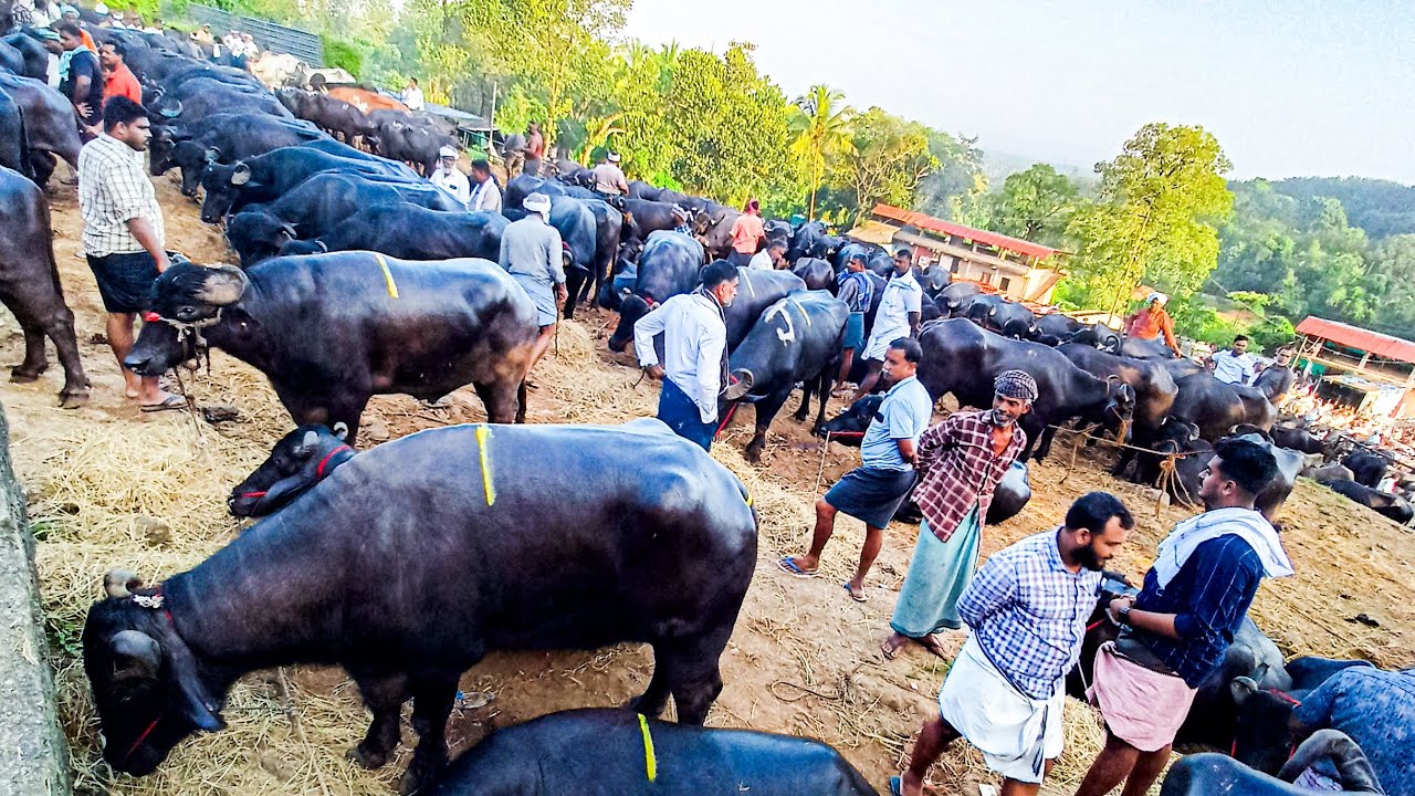 ഇന്നത്തെ (09/09/2025) പെരുമ്പിലാവ് ചന്ത