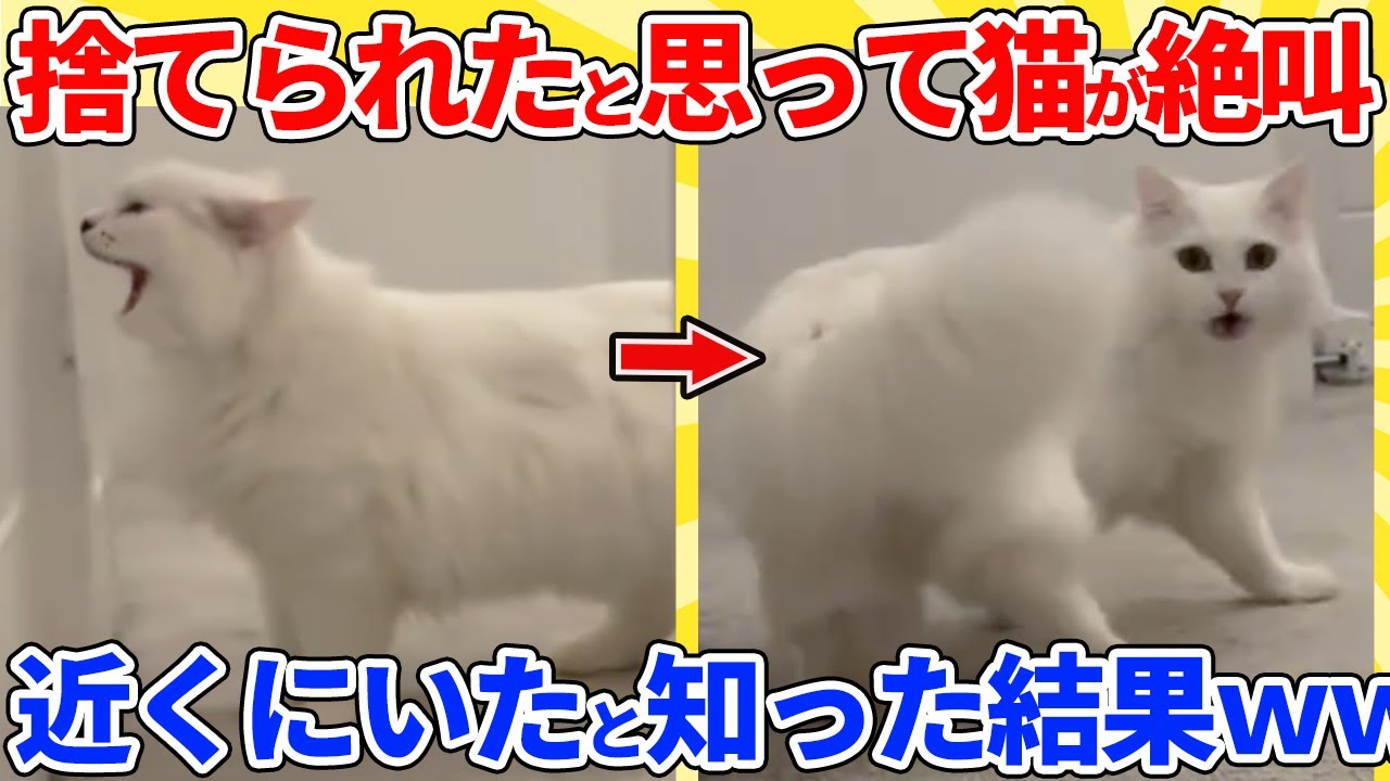 【2ch動物スレ】飼い主が逃げたと思って号泣する猫→近くにいたと気づいた結果ｗｗｗｗｗ
