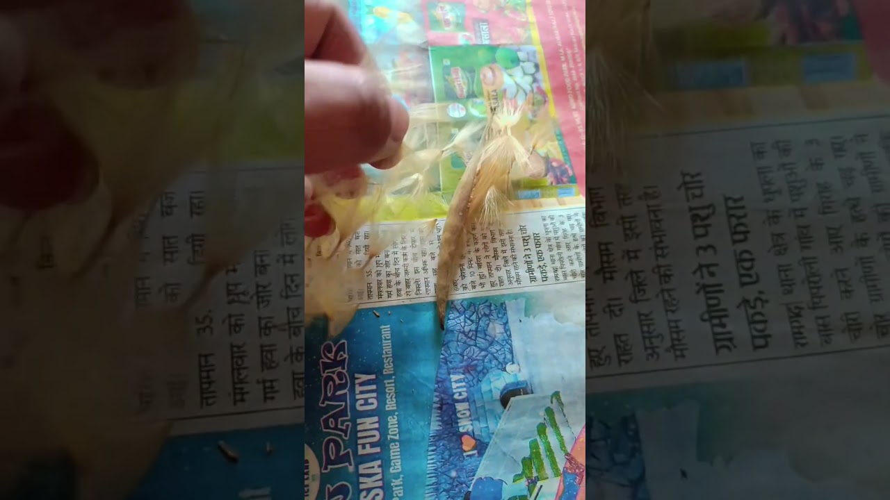 Adenium seeds collect #full mature# plants # nature #seed#youtube #short video
